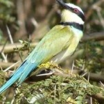 image of white_throated_bee_eater #30