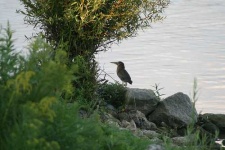 image of bittern