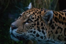 image of animal