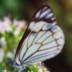 image of animal