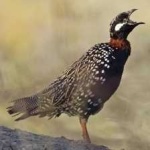 image of bird