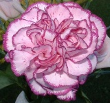 image of flower
