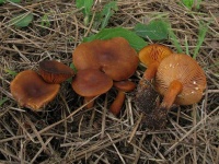 image of mushrooms