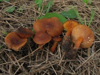 image of lactarius #25