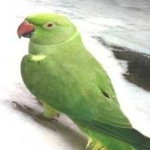 image of alexandrine_parakeet #27