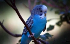 image of parakeet