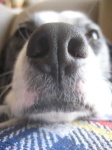 image of dog_nose