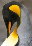 image of king_penguin #12