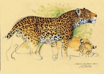 image of jaguar_car