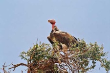 image of vulture