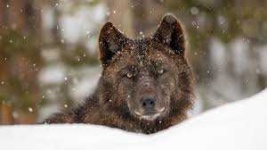 image of animal