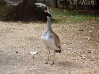 image of bustard