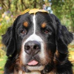 image of animal