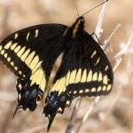 image of animal