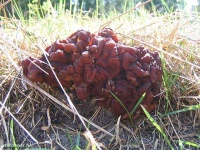 image of gyromitra