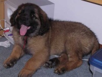 image of animal