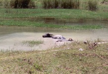 image of water_buffalo