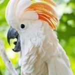 image of bird