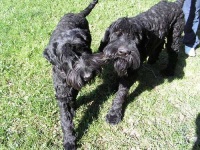 image of giant_schnauzer #33