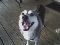 image of siberian_husky