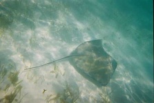 image of stingray