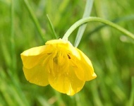 image of flower
