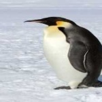 image of bird