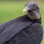 image of bird