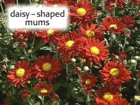 image of daisy