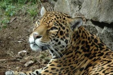image of jaguar_car