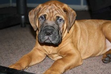 image of bull_mastiff