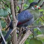 image of bird