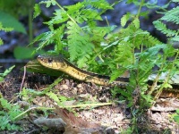 image of garter_snake #4