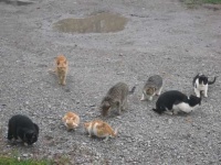 image of feral_cats