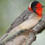 image of bird