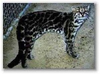image of animal