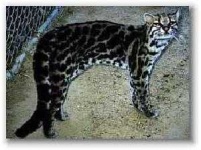 image of wild_cat #6