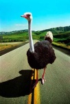 image of ostrich