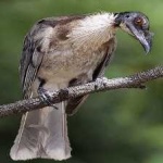 image of bird