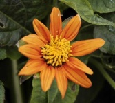 image of flower