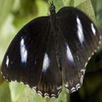 image of animal