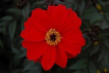 image of flower