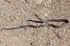 image of ringneck_snake