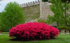 image of bush