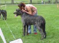 image of irish_wolfhound