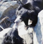 image of sloth_bear #4