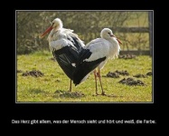 image of white_stork