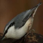 image of crested_nuthatch #27