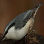 image of bird