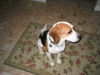 image of beagle